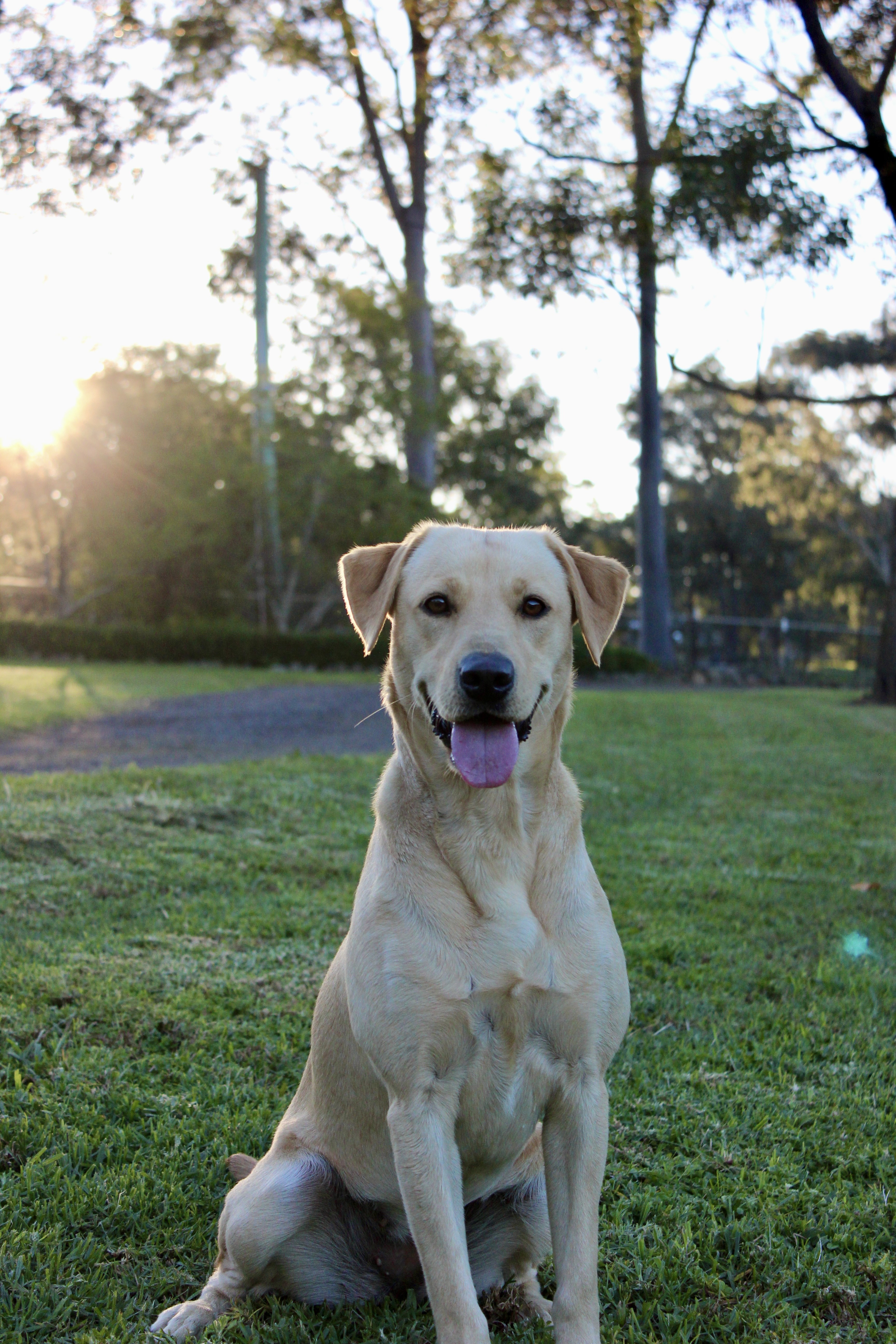 Daisy, Mother of Litter A